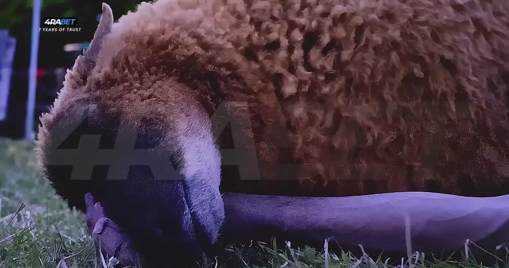 View The Sheep Detectives () — screenshot The Sheep Detectives () — screenshot